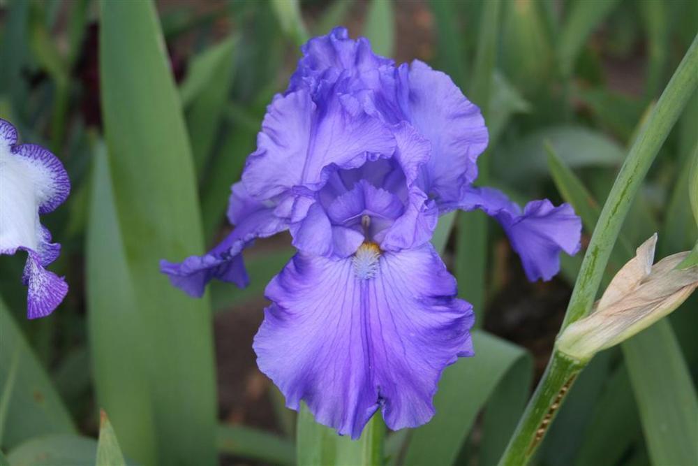 Photo of Tall Bearded Iris (Iris 'Breakers') uploaded by KentPfeiffer