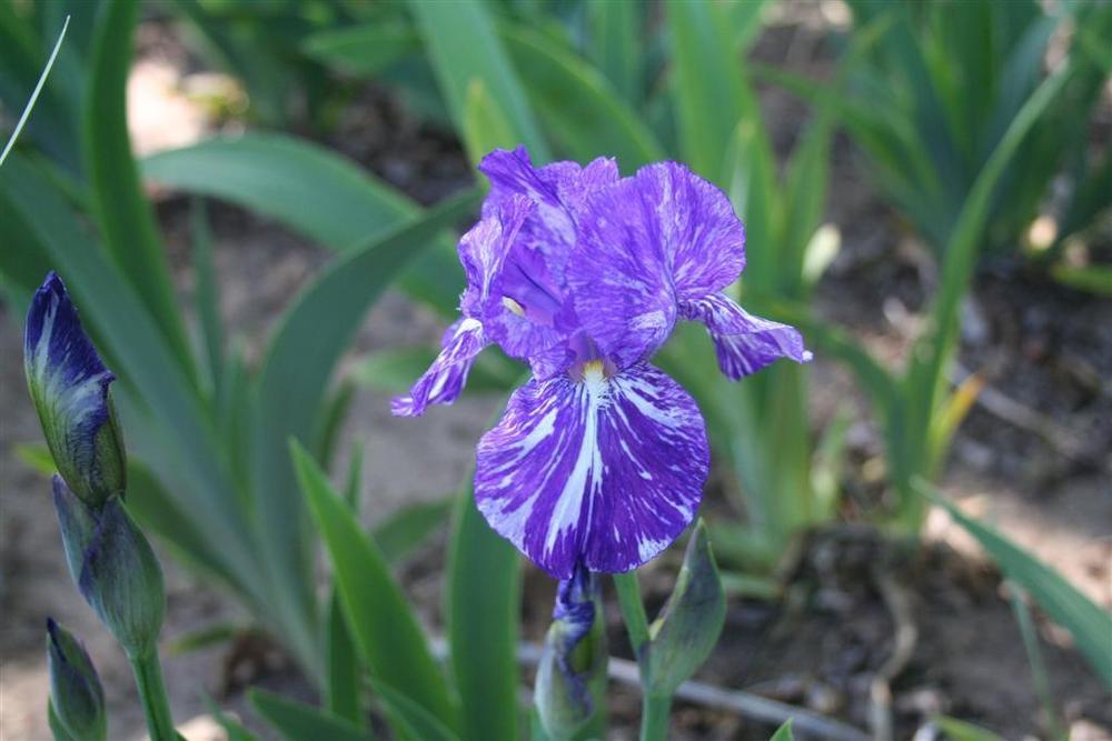 Photo of Species X Iris (Iris 'Alpha Gnu') uploaded by KentPfeiffer