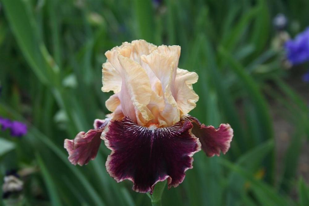 Photo of Tall Bearded Iris (Iris 'Amethyst Dancer') uploaded by KentPfeiffer