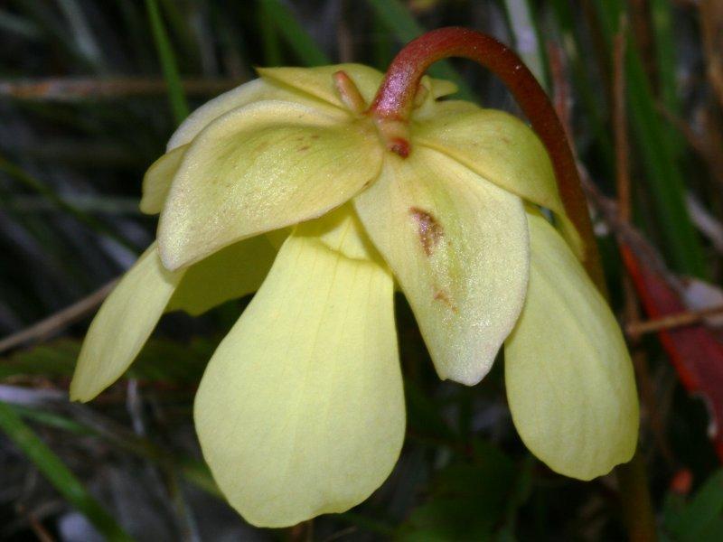 Photo of Hooded Pitcher Plant (Sarracenia minor) uploaded by flaflwrgrl