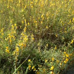 Location: Local Native Meadow
Date: 2012-08-27
Meadow full of Partridge Pea