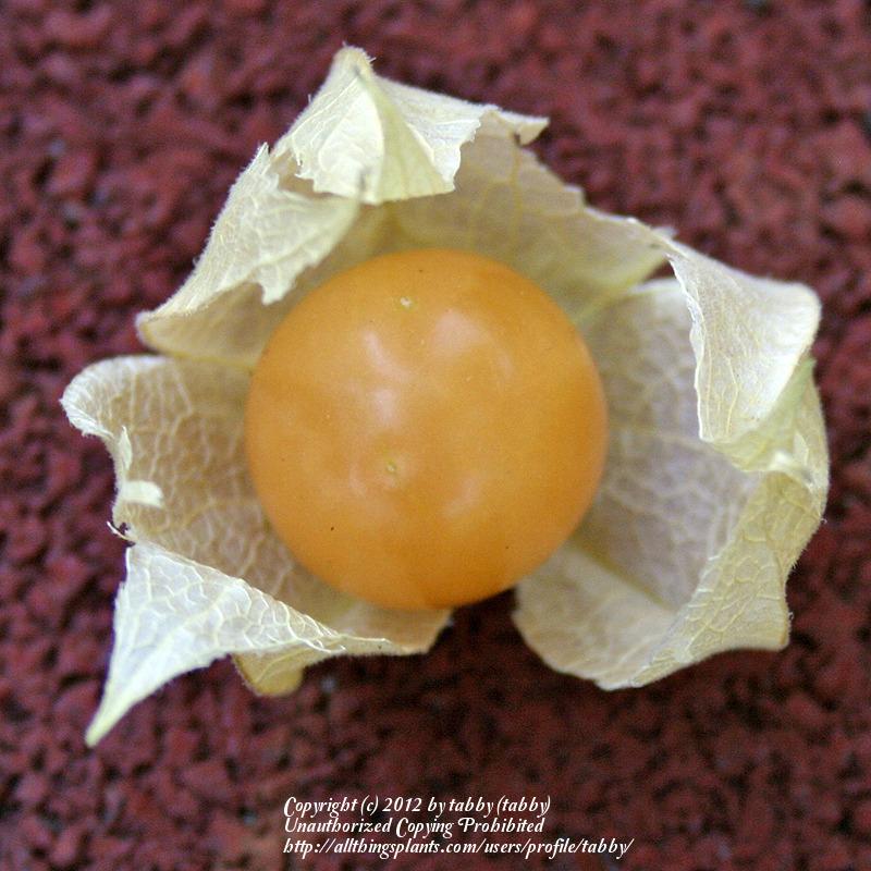 Photo of Physalis uploaded by tabby