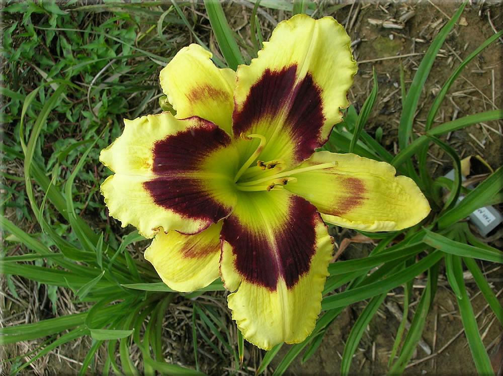 Photo of Daylily (Hemerocallis 'Tar and Feather') uploaded by vic