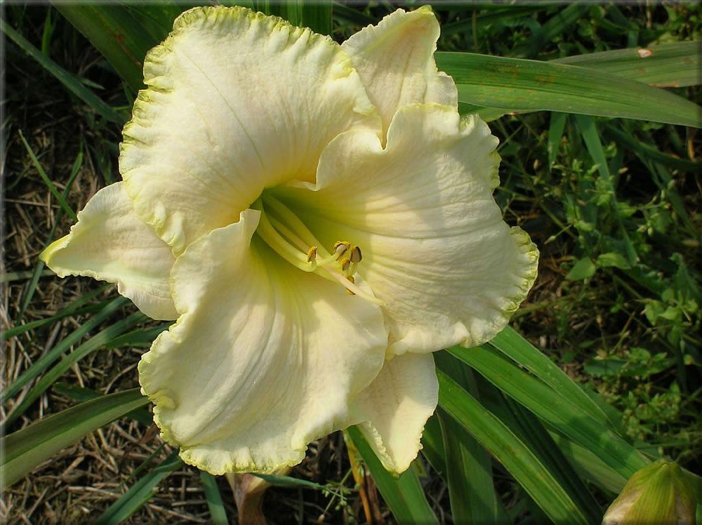 Photo of Daylily (Hemerocallis 'Spacecoast White Out') uploaded by vic