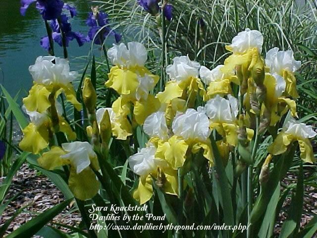 Photo of Intermediate Bearded Iris (Iris 'Protocol') uploaded by Joy