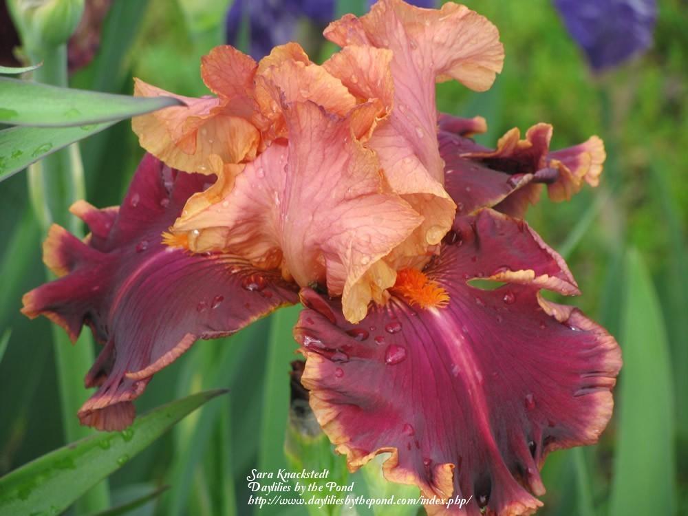 Photo of Tall Bearded Iris (Iris 'Impressionist') uploaded by Joy