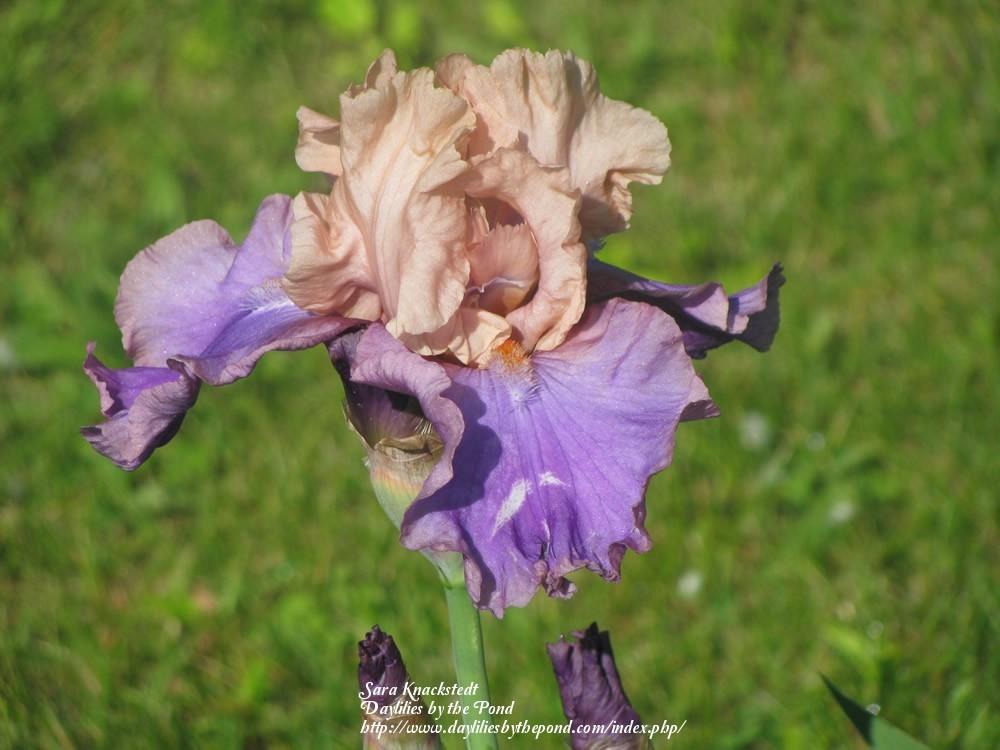 Photo of Tall Bearded Iris (Iris 'Poem of Ecstasy') uploaded by Joy
