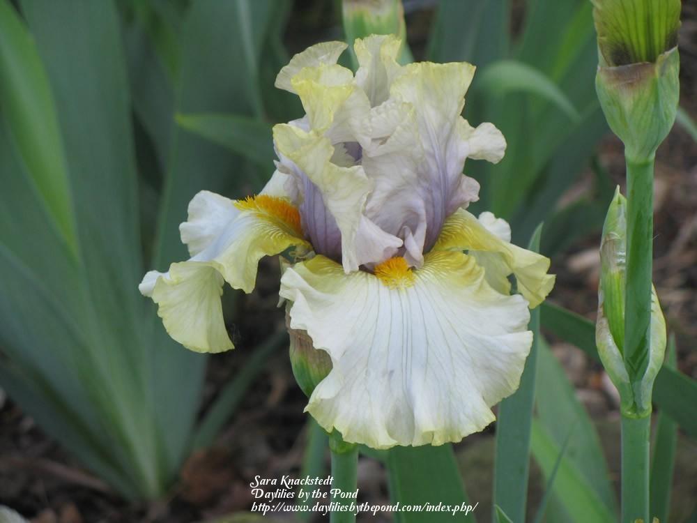 Photo of Tall Bearded Iris (Iris 'Suspicion') uploaded by Joy