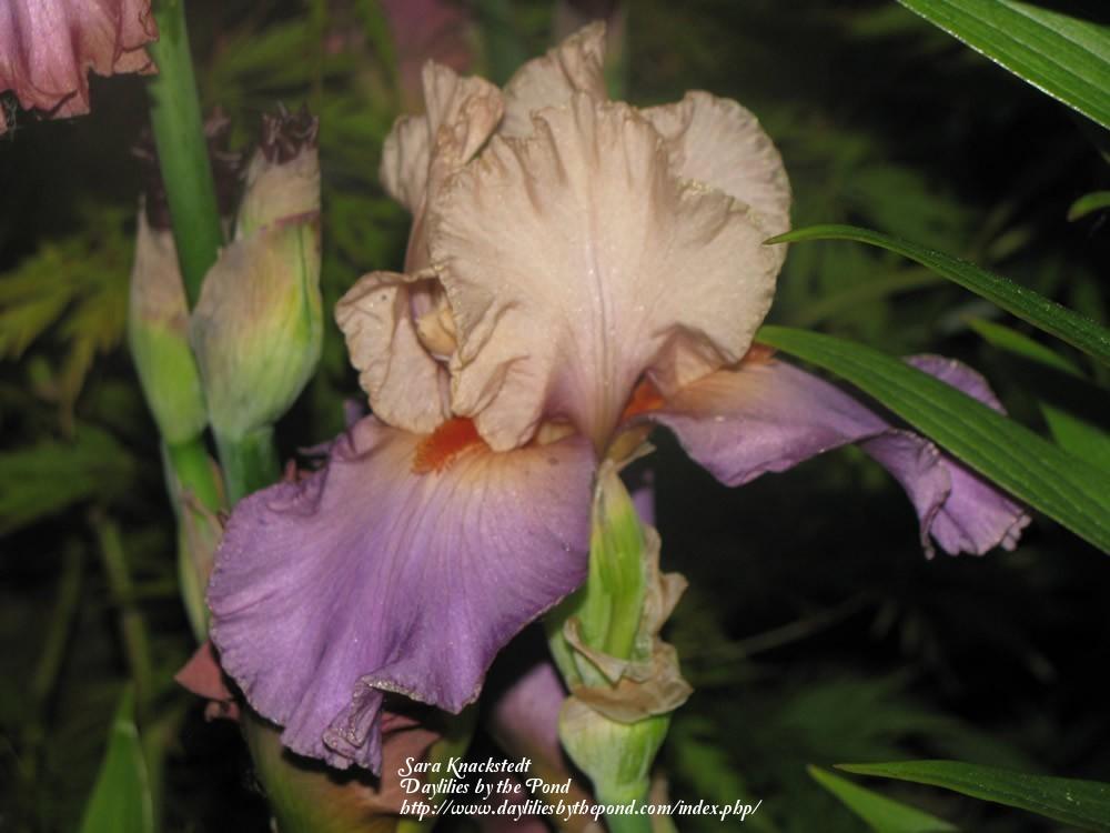 Photo of Tall Bearded Iris (Iris 'Kind Hearted') uploaded by Joy