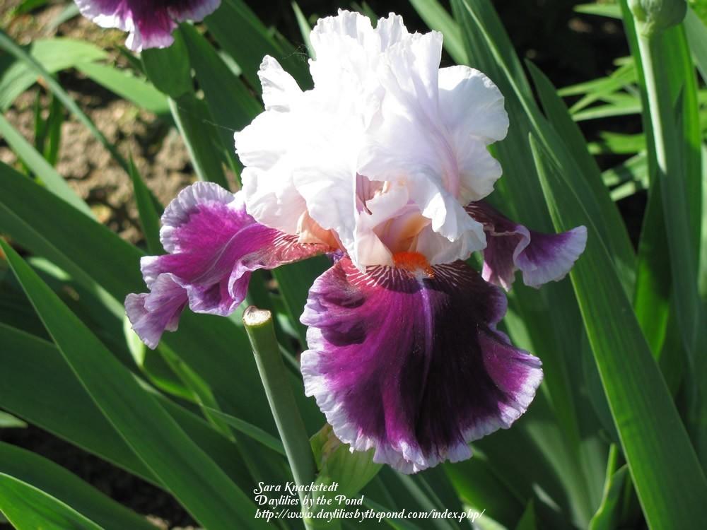 Photo of Tall Bearded Iris (Iris 'Ringo') uploaded by Joy