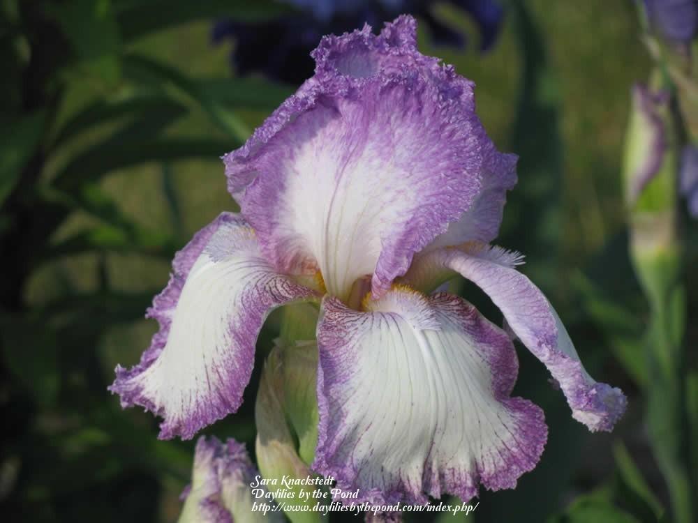 Photo of Tall Bearded Iris (Iris 'Pink Froth') uploaded by Joy