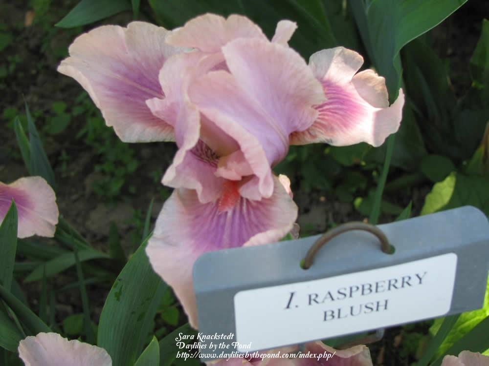 Photo of Intermediate Bearded Iris (Iris 'Raspberry Blush') uploaded by Joy