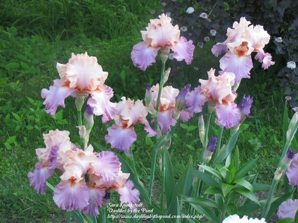 Photo of Tall Bearded Iris (Iris 'Sweet Musette') uploaded by Joy
