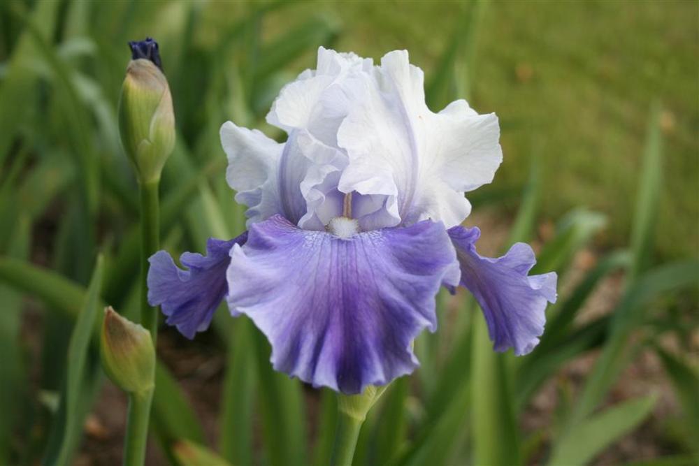 Photo of Tall Bearded Iris (Iris 'Mariposa Skies') uploaded by KentPfeiffer