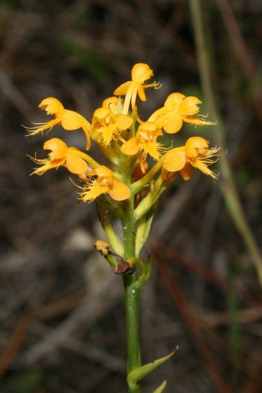 Photo of Yellow Fringed Orchid (Platanthera ciliaris) uploaded by flaflwrgrl