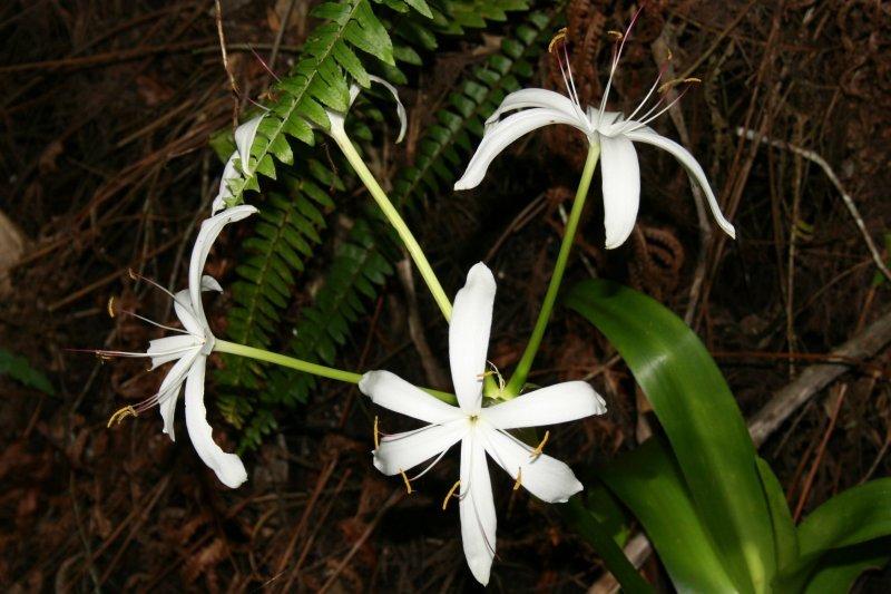 Photo of Crinum Lily (Crinum americanum) uploaded by flaflwrgrl