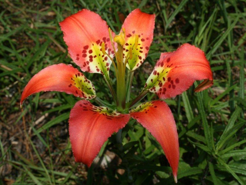 Photo of Catesby's Lily (Lilium catesbaei) uploaded by flaflwrgrl