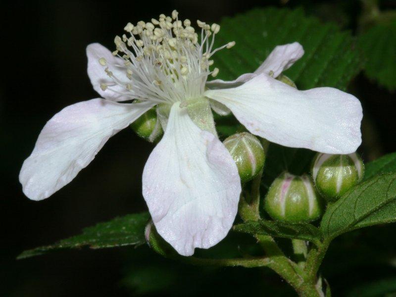 Photo of Southern Dewberry (Rubus trivialis) uploaded by flaflwrgrl
