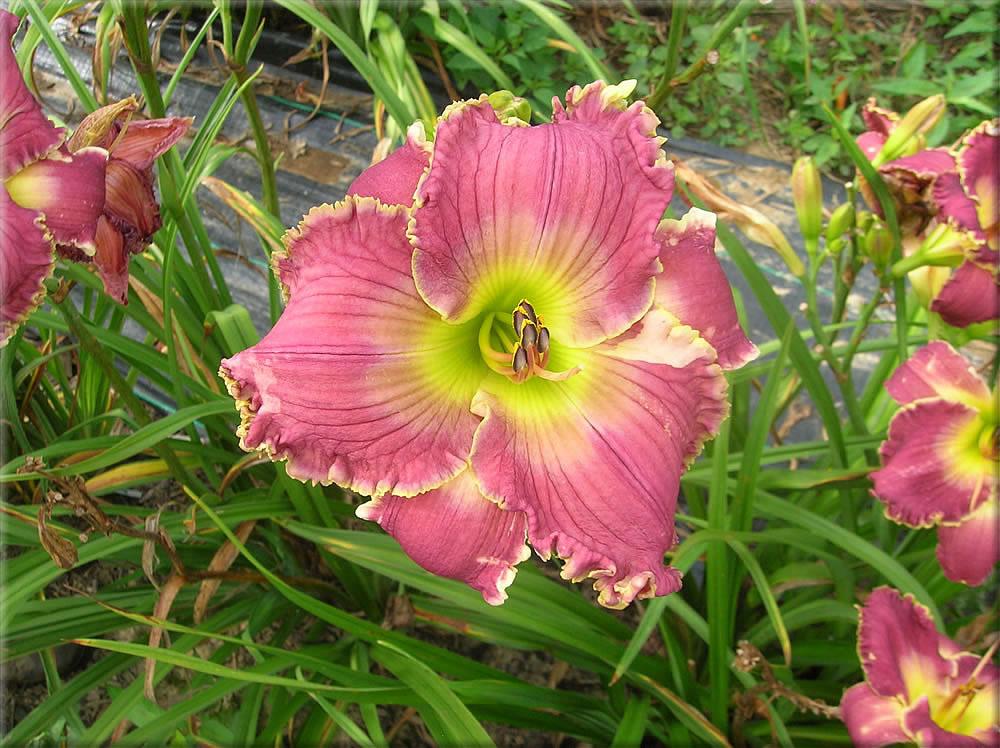 Photo of Daylily (Hemerocallis 'Tranquil Waters') uploaded by vic