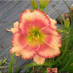 
Courtesy of Quarles Daylilies Used with Permission