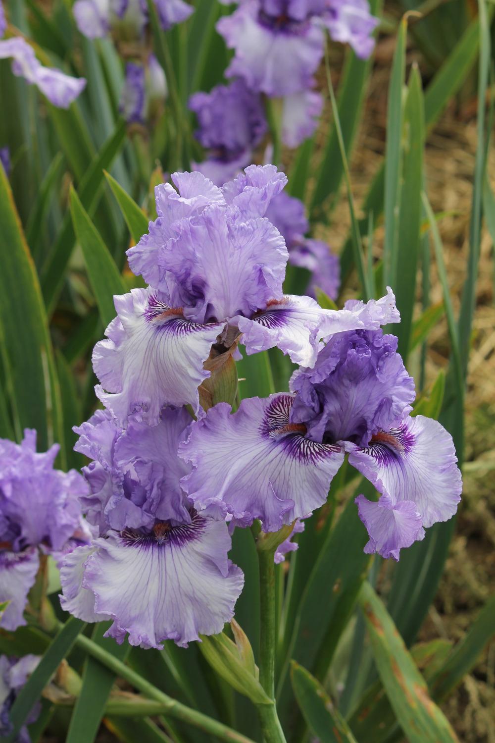 Photo of Tall Bearded Iris (Iris 'Sweet Geisha') uploaded by ARUBA1334
