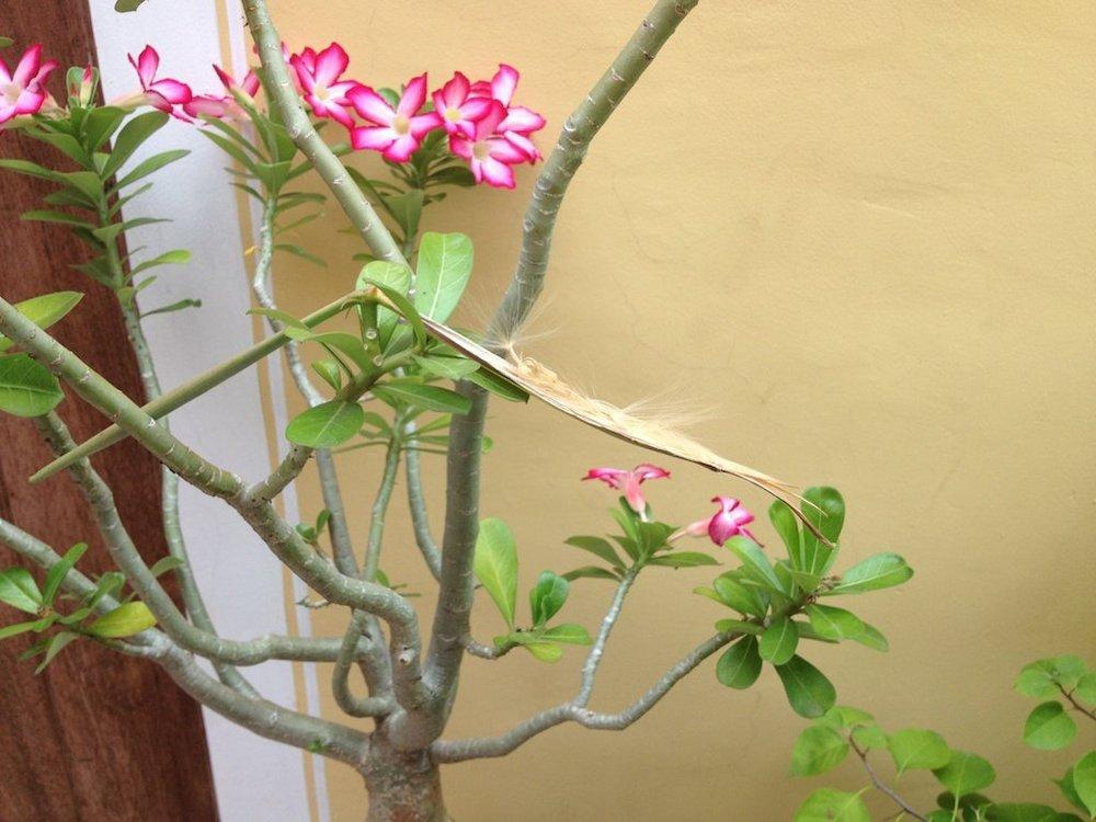 Photo of Desert Rose (Adenium obesum) uploaded by extranjera
