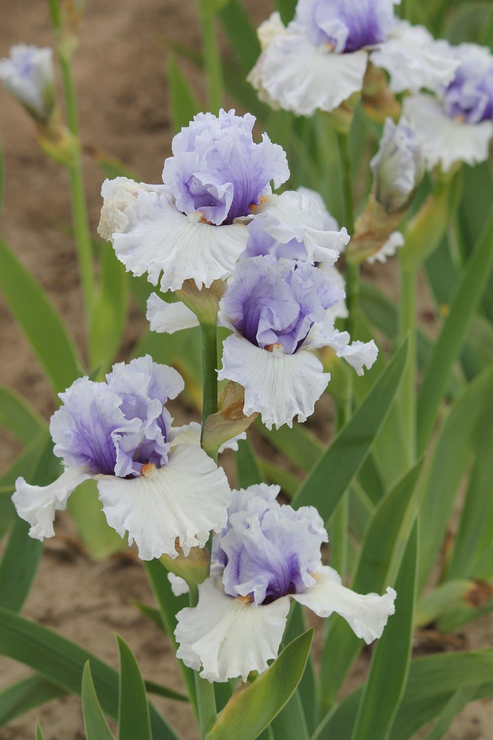 Photo of Tall Bearded Iris (Iris 'Frontline') uploaded by ARUBA1334