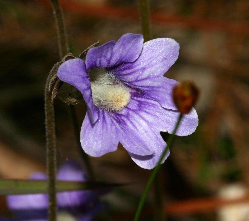 Photo of Blue Butterwort (Pinguicula caerulea) uploaded by flaflwrgrl