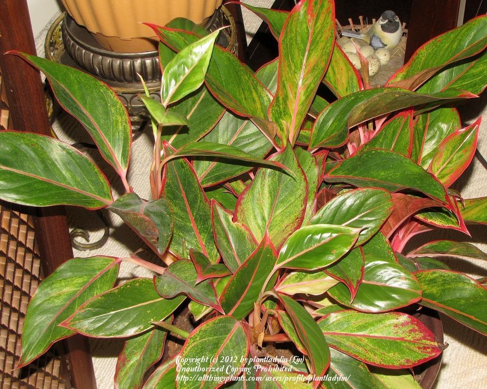 Photo of Chinese Evergreen (Aglaonema 'Creta') uploaded by plantladylin