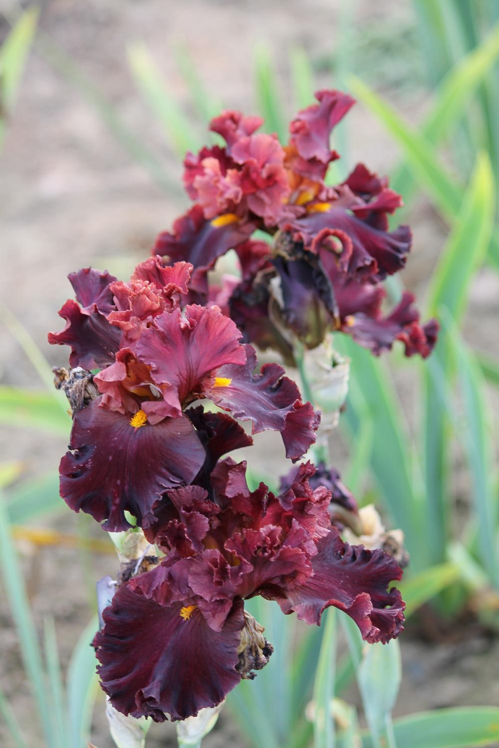Photo of Tall Bearded Iris (Iris 'Trial by Fire') uploaded by ARUBA1334