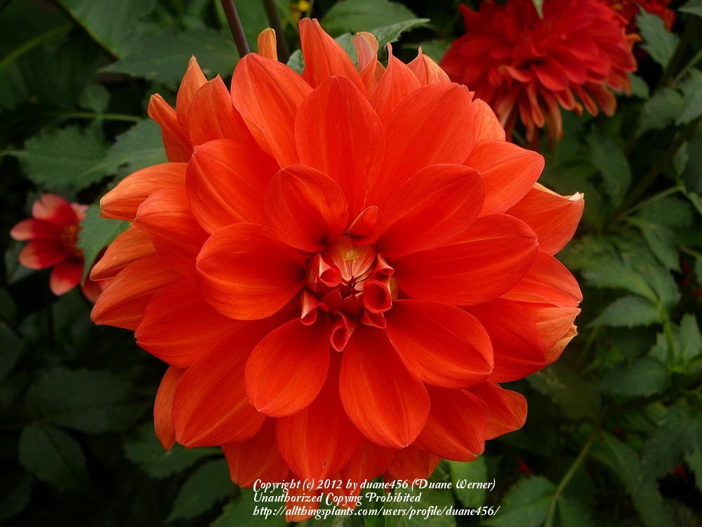 Photo of Dahlia 'Swan's Olympic Flame' uploaded by duane456