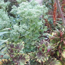 Location: Part Shade z6
Date: 2012-09-03
This image is of Frosty Morn with coleus Kingwood Karnival