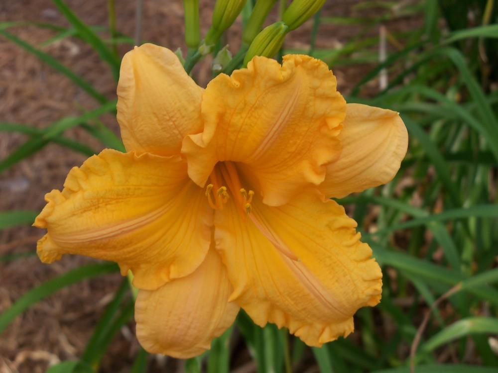 Photo of Daylily (Hemerocallis 'Orange Velvet') uploaded by Avedon