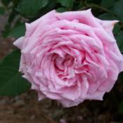 Belinda's Dream rose full formed bloom