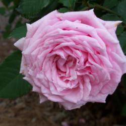 Location: My garden in northeast Texas
Date: 2012 April
Belinda's Dream rose full formed bloom