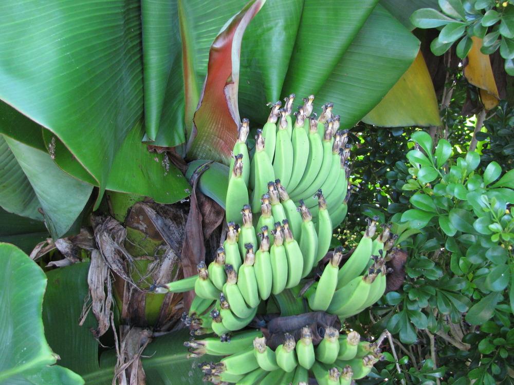 Photo of Dwarf Banana (Musa acuminata 'Super Dwarf Cavendish') uploaded by Dutchlady1