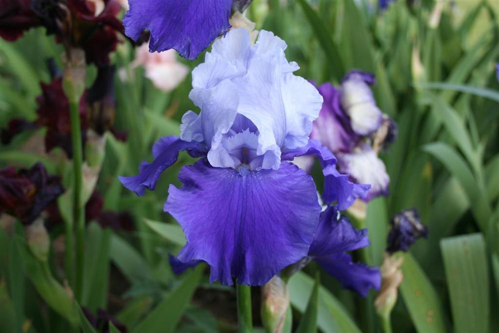 Photo of Tall Bearded Iris (Iris 'Proud Tradition') uploaded by KentPfeiffer
