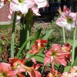 Location: Houston area
Mature bulb flowers along with younger bulb flowers of the same c