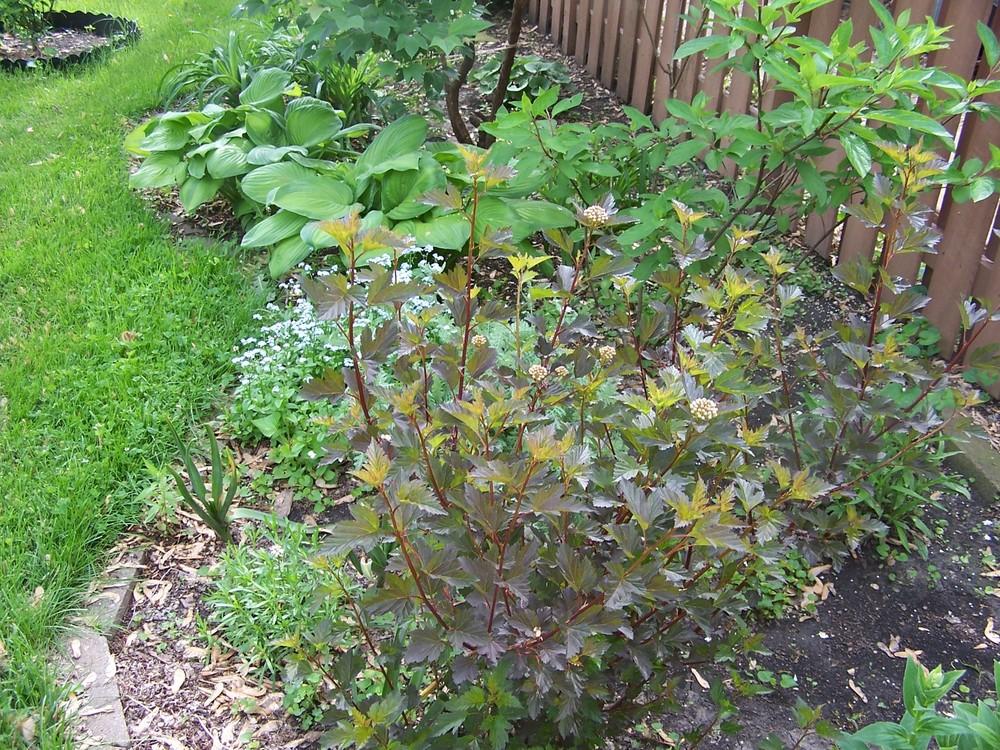 Photo of Eastern Ninebark (Physocarpus opulifolius Summer Wine®) uploaded by sherrilosee