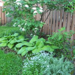 Hosta Information and Growing Tips