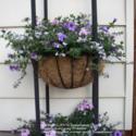 Flower Power in Baskets