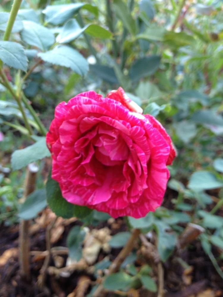 Photo of Rose (Rosa 'Red Intuition') uploaded by Skiekitty