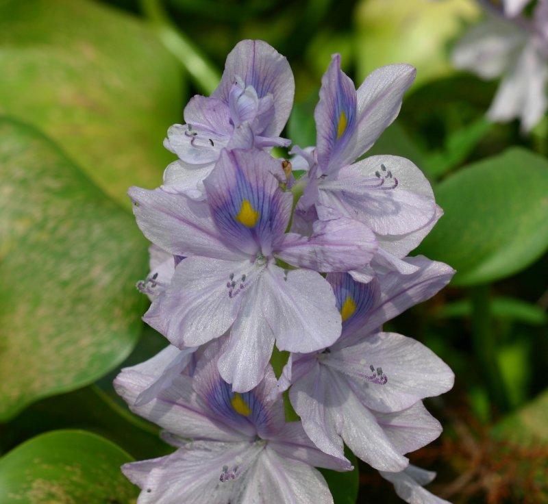 Photo of Water Hyacinth (Eichhornia crassipes) uploaded by flaflwrgrl