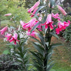 Location: Part Sun Z 6 a
Date: 2012-07-09
These lilies measured 80 inches this year 2012