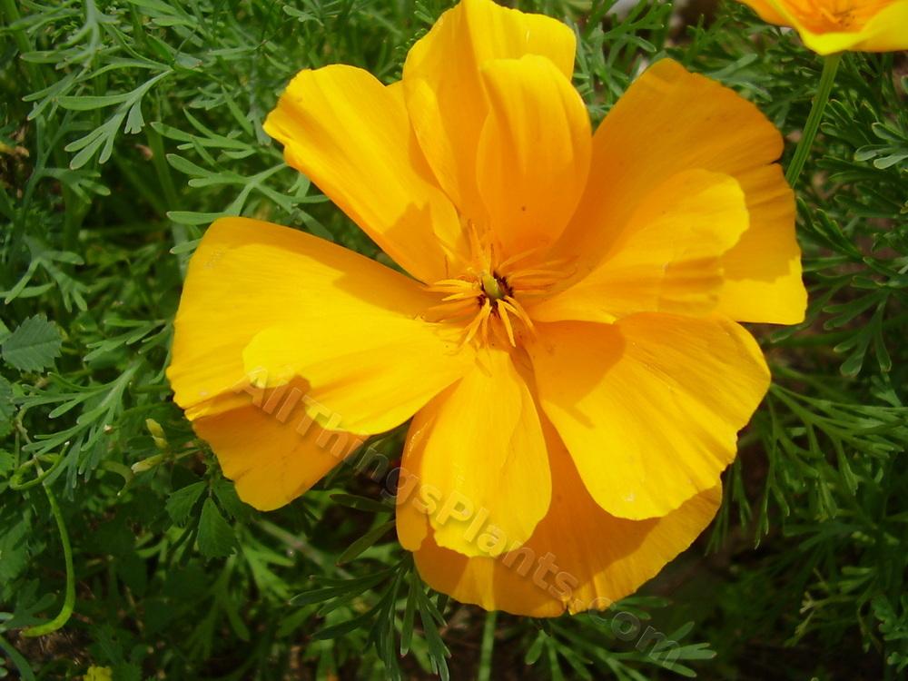 Photo of Collarless California Poppy (Eschscholzia caespitosa) uploaded by kaleem