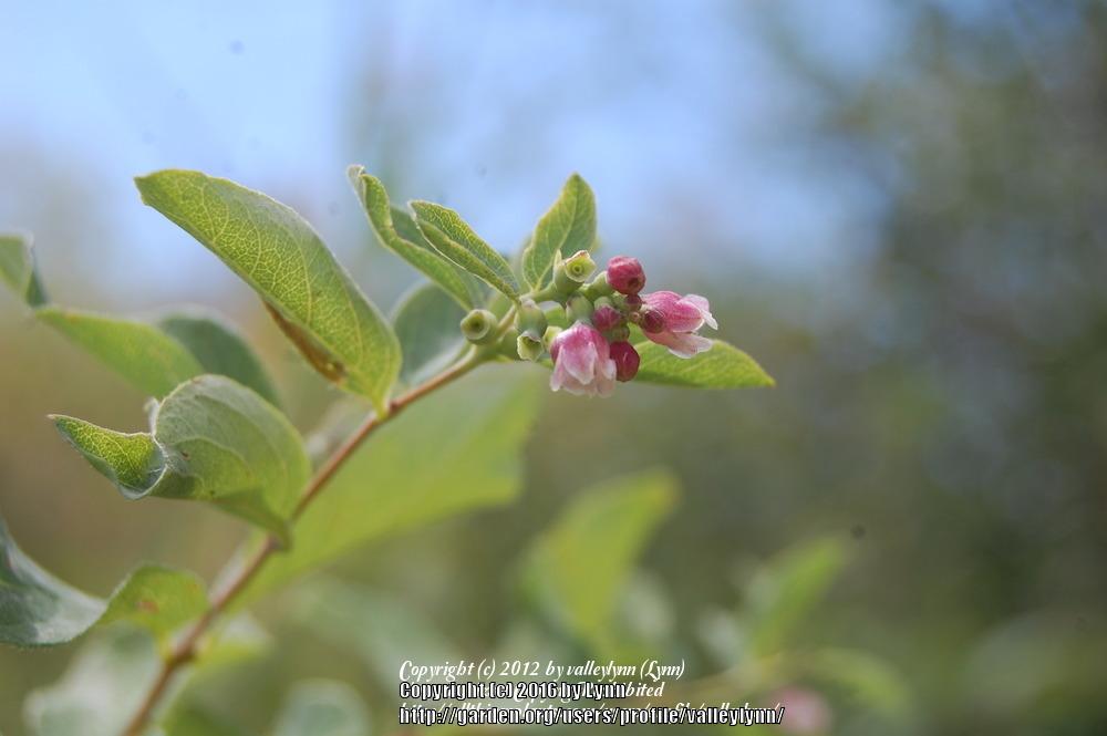 Photo of Common Snowberry (Symphoricarpos albus) uploaded by valleylynn