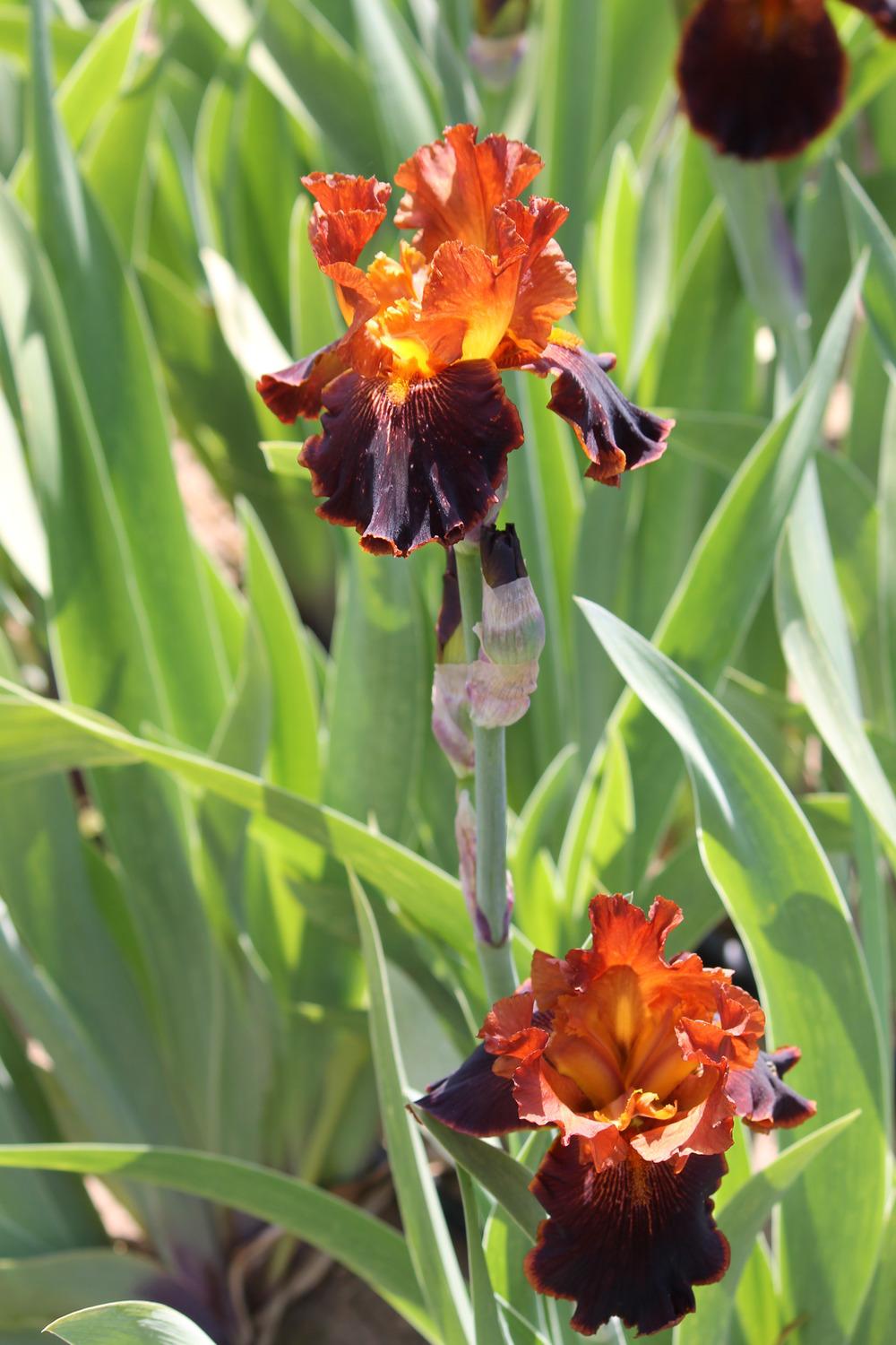 Photo of Tall Bearded Iris (Iris 'Cajun Cooking') uploaded by ARUBA1334