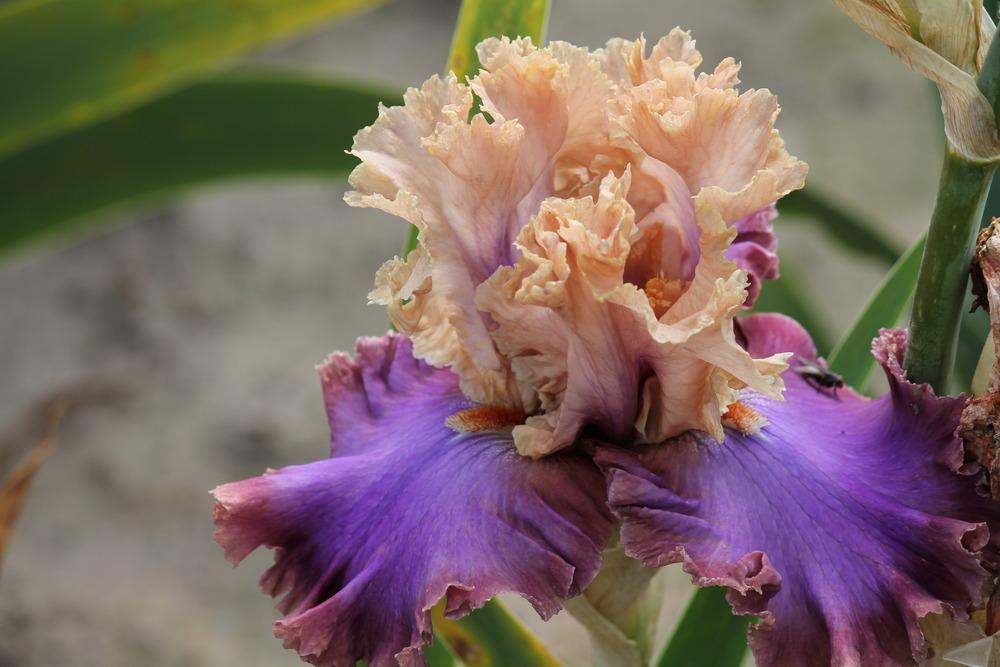 Photo of Tall Bearded Iris (Iris 'Luxuriant Lothario') uploaded by ARUBA1334
