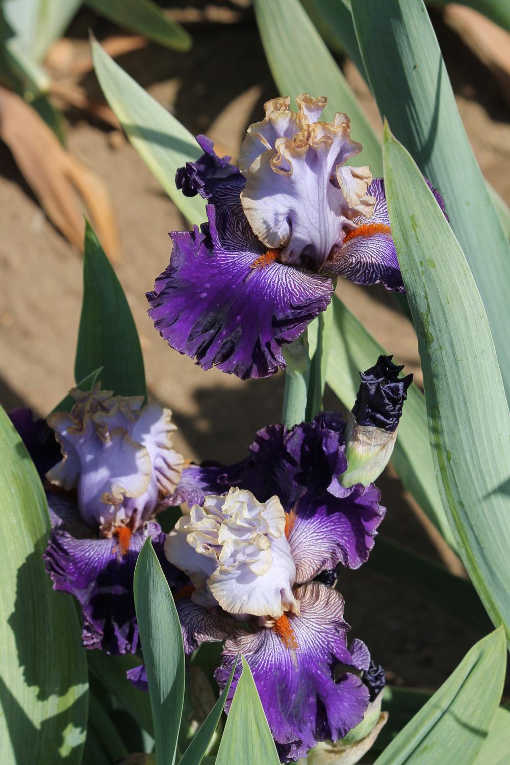 Photo of Tall Bearded Iris (Iris 'Bratislavan Prince') uploaded by ARUBA1334