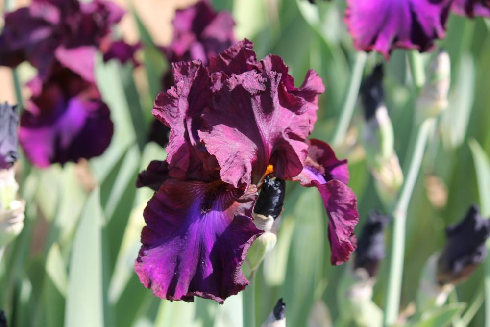 Photo of Tall Bearded Iris (Iris 'Grape Expectations') uploaded by ARUBA1334